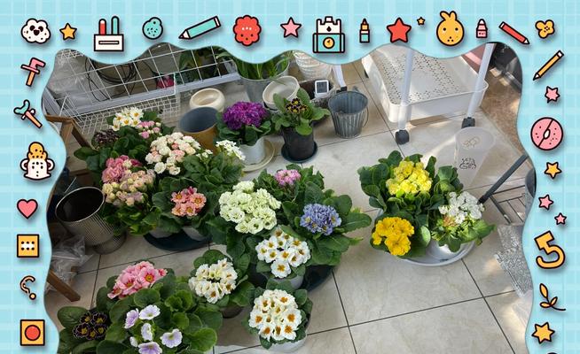报春花的养护方法和注意事项是什么？
