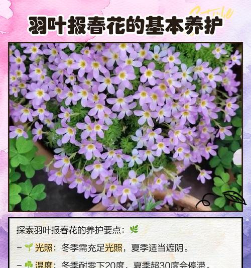 报春花的养护方法和注意事项是什么？