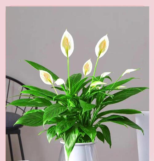 白掌种植步骤和注意事项有哪些？