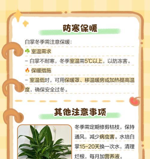 白掌种植步骤和注意事项有哪些？