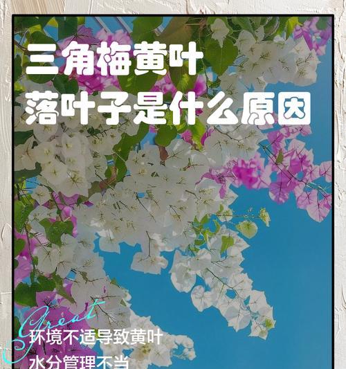 花掉叶是什么原因？如何预防和处理植物落叶？