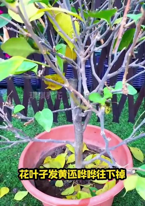 花掉叶是什么原因？如何预防和处理植物落叶？