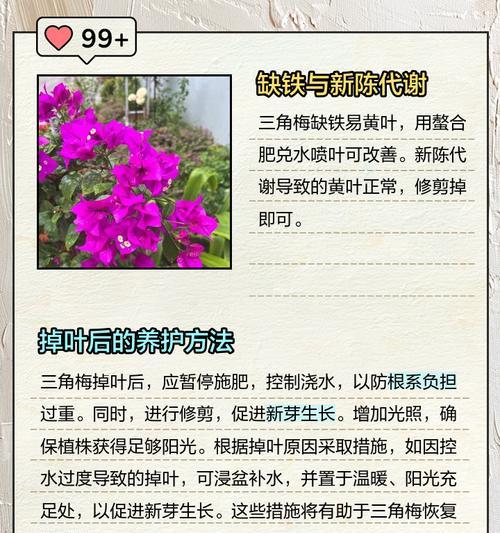 花掉叶是什么原因？如何预防和处理植物落叶？