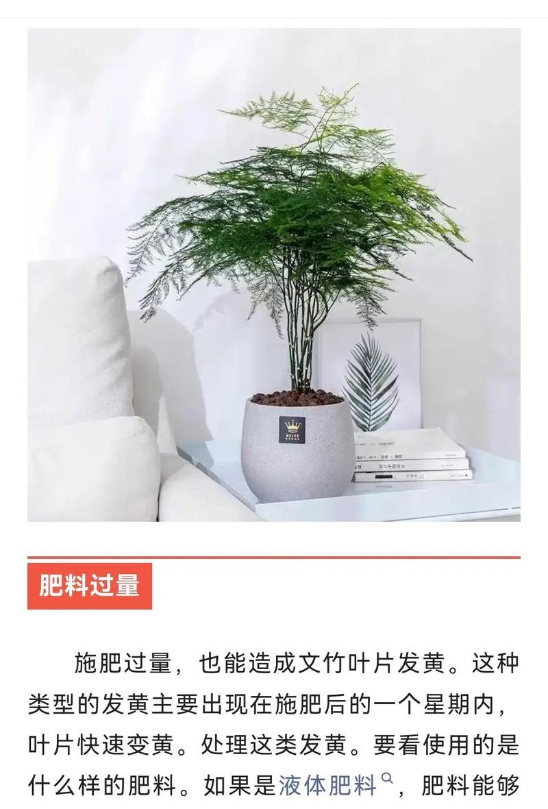 文竹叶子发黄的原因是什么？如何解决文竹叶子发黄问题？