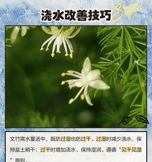 文竹叶子发黄的原因是什么？如何解决文竹叶子发黄问题？