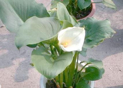 马蹄莲浇水的正确方法是什么？