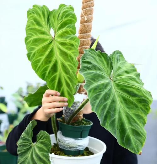 植物浇透水的正确方法是什么？如何判断植物是否需要浇水？