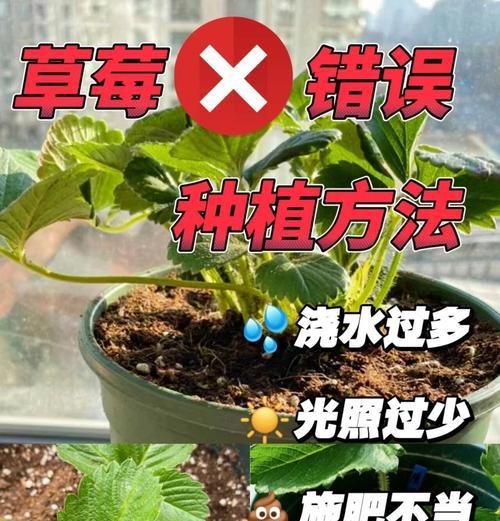 植物浇透水的正确方法是什么？如何判断植物是否需要浇水？