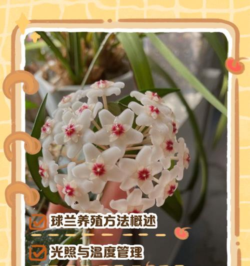 球兰不开花是什么原因？如何促进其开花？