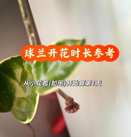 球兰不开花是什么原因？如何促进其开花？