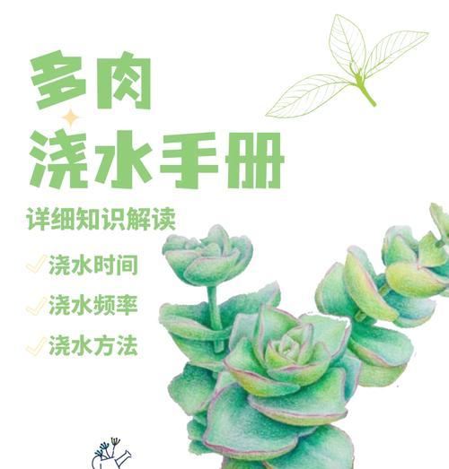 植物浇水的正确频率和技巧是什么？