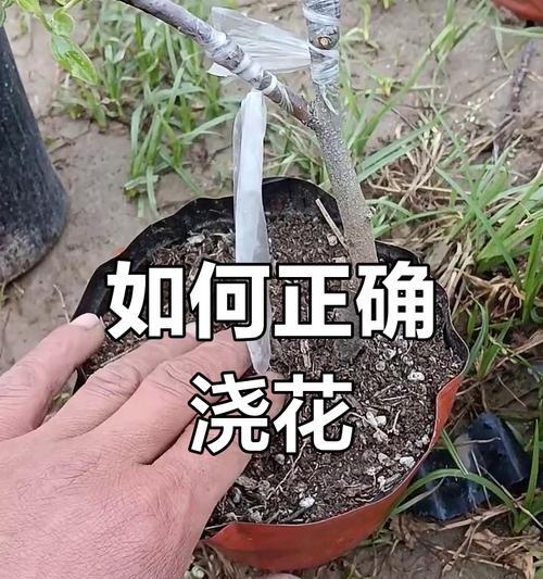 植物浇水的正确频率和技巧是什么？