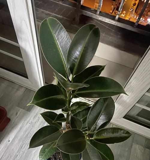 橡皮树最佳造型是什么样的？