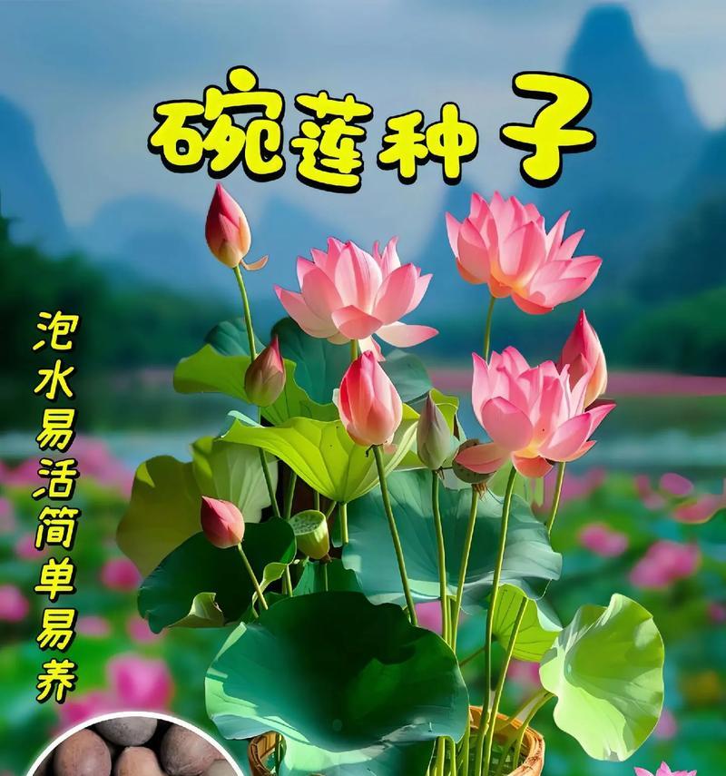 碗莲种植技巧及开花条件是什么？