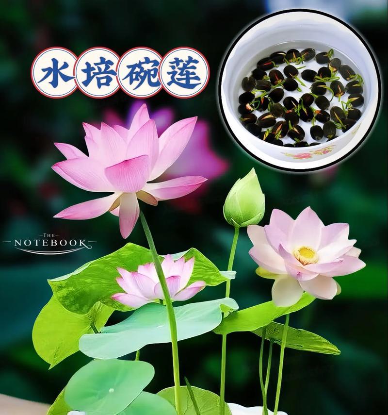 碗莲种植技巧及开花条件是什么？