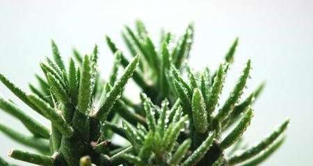将军柱嫁接蟹爪兰的步骤是什么？如何提高成功率？