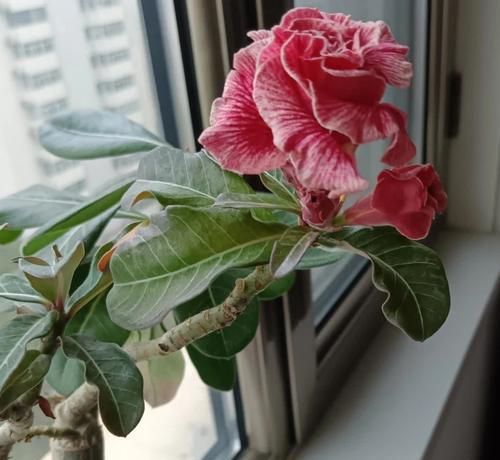 沙漠玫瑰修剪的最佳时机和方法是什么？