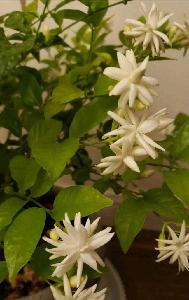 茉莉花有哪些种类和特点？