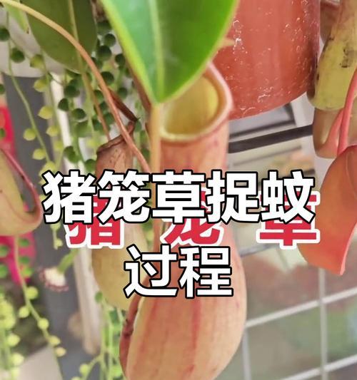 猪笼草的种植技巧有哪些？如何提高猪笼草捕虫成功率？