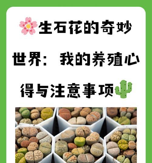 生石花有哪些名贵品种？如何选择最佳生石花品种？