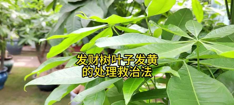 发财树叶子发黄的修剪方法是什么？