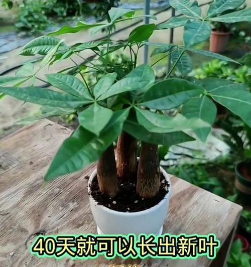 发财树叶子发黄的修剪方法是什么？