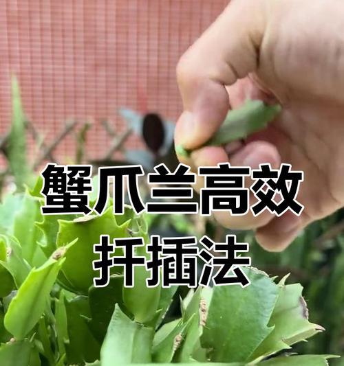 小蟹爪兰花种植的步骤是什么？如何保证成活率？