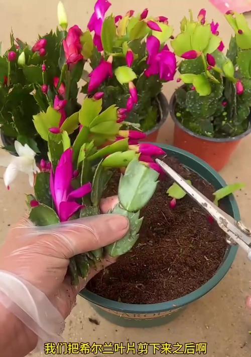 小蟹爪兰花种植的步骤是什么？如何保证成活率？