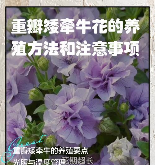 牵牛花的种植步骤和注意事项是什么？