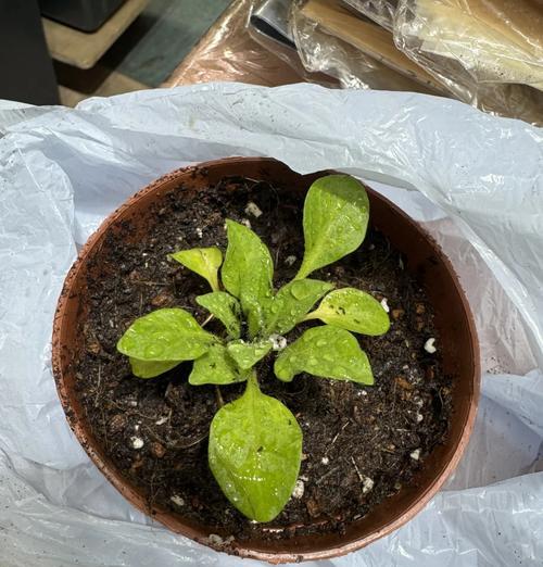 牵牛花的种植步骤和注意事项是什么？