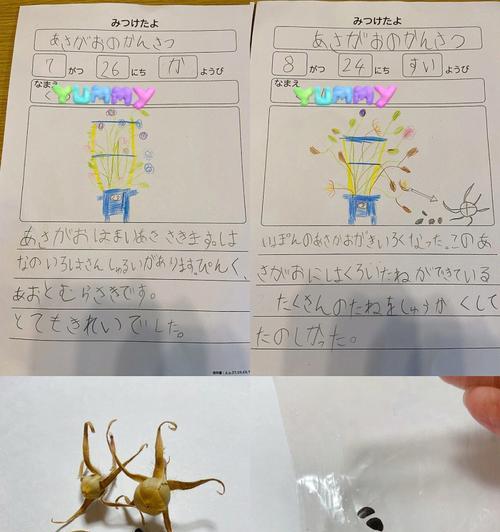 牵牛花的种植步骤和注意事项是什么？