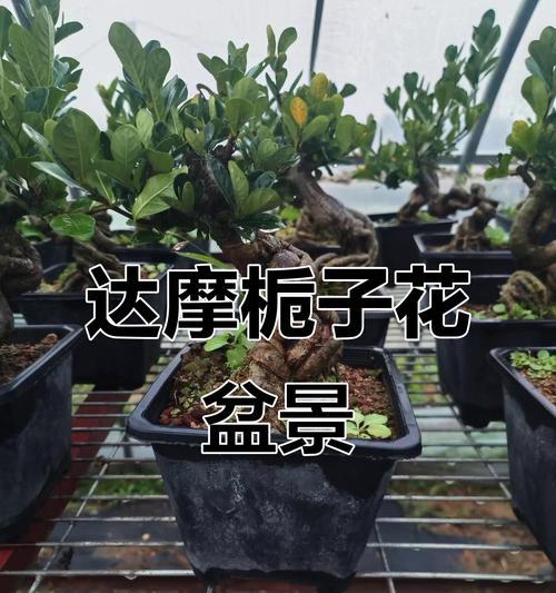 栀子花盆景制作的步骤是什么？