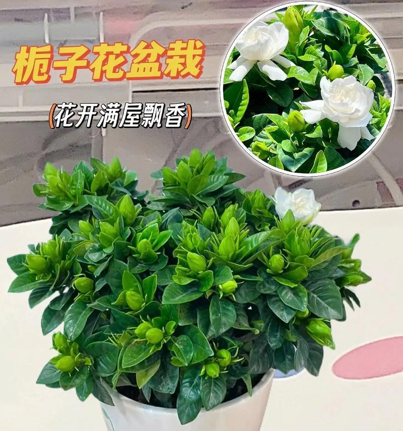 栀子花盆景制作的步骤是什么？