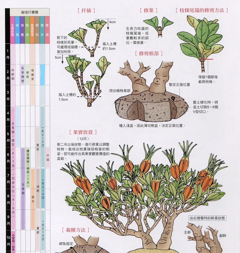栀子花盆景制作的步骤是什么？