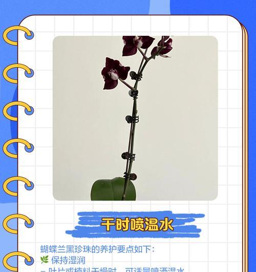 蝴蝶兰什么时候开花？怎样养护才能延长花期？