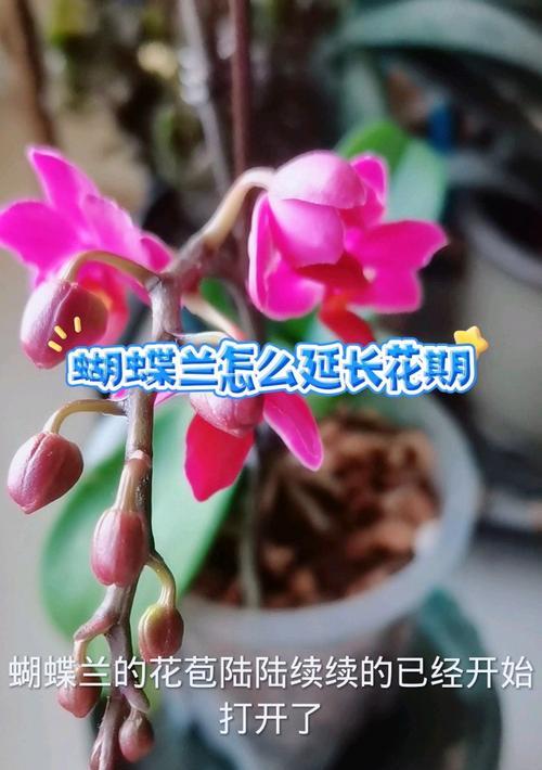 蝴蝶兰什么时候开花？怎样养护才能延长花期？