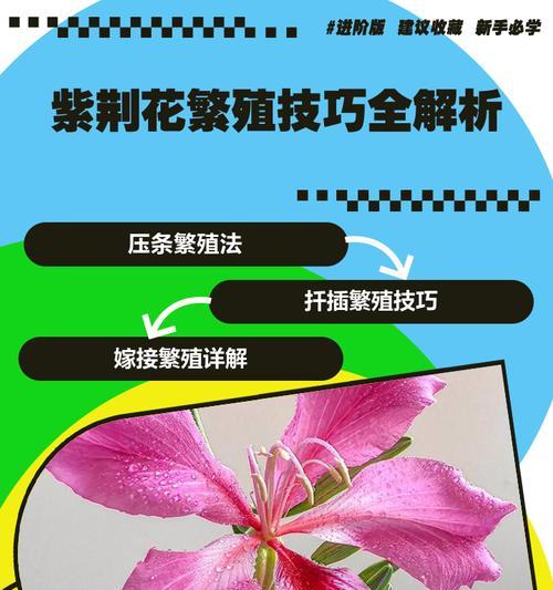 紫薇花繁殖的有效方法是什么？