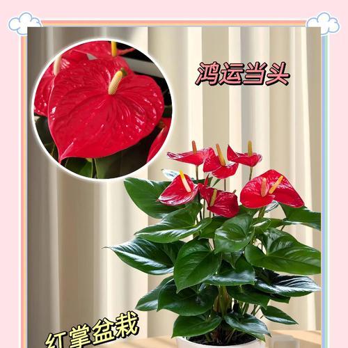 红掌颜色不红的可能原因是什么？