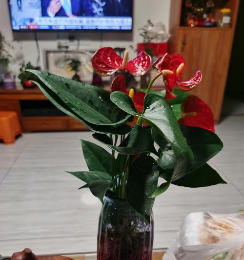 红掌颜色不红的可能原因是什么？