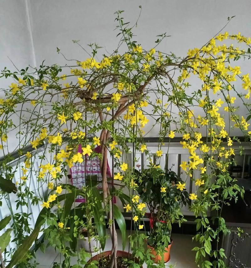 迎春花的养殖方法有哪些？如何让迎春花更早开花？