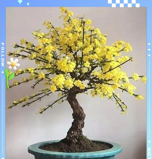 迎春花的养殖方法有哪些？如何让迎春花更早开花？