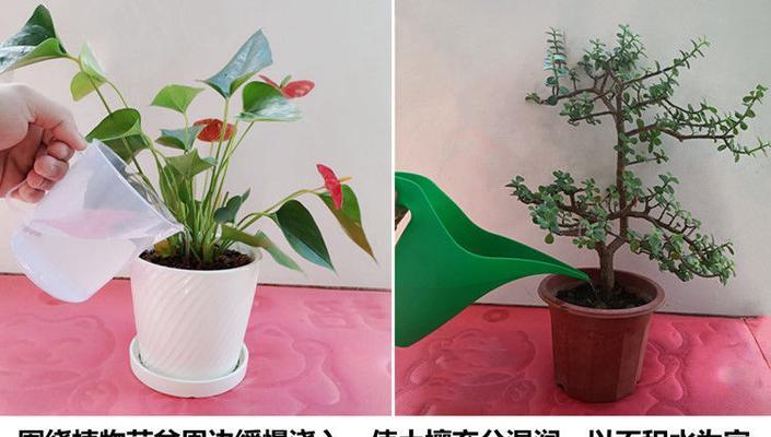 盆栽植物杀虫的有效方法是什么？