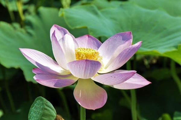 夏天开的是什么花？夏季常见花卉有哪些？