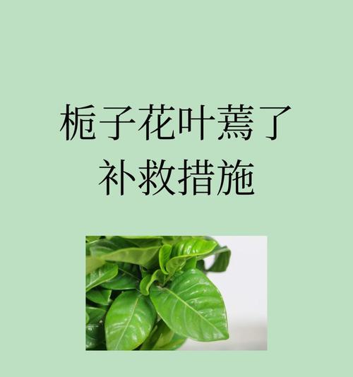 栀子花叶子干枯的原因及解决办法？