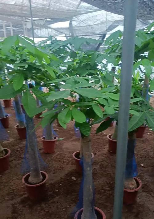发财树适合什么土质？发财树的最佳种植土壤是什么？