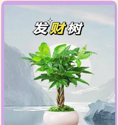 发财树适合什么土质？发财树的最佳种植土壤是什么？