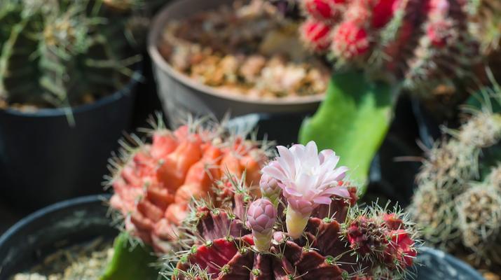 花麒麟花养殖技巧有哪些？