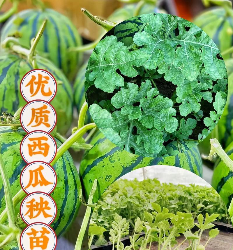 花麒麟花养殖技巧有哪些？