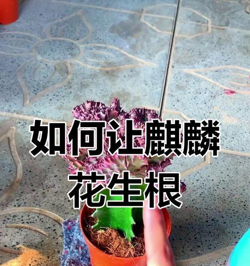 花麒麟花养殖技巧有哪些？