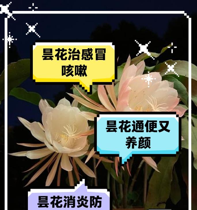 昙花是什么？昙花的生长习性和观赏价值是什么？